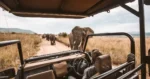 Botswana safari - elephants
