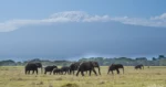 Amboseli safari
