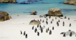 Boulders Beach penguins in Cape Town