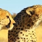Namibia Cheetah