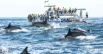 Hermanus Whale watching boat tour