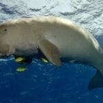 Dugong in Mozambique