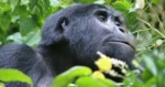 Bwindi Impenetrable Forest Gorilla