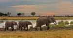 Okavango Delta safari