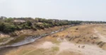 Leroo La Tau Camp overlooking the Boteti River and zebra migration