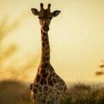 Madikwe Safari Lodge giraffe on safari