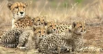 Phinda Forest Lodge - cheetah on Big 5 safari