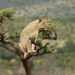 Akagera Lion in Tree