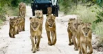 Sabi safari, Kruger National Park