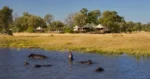 Tuludi Camp in Khwai, Okavango Delta